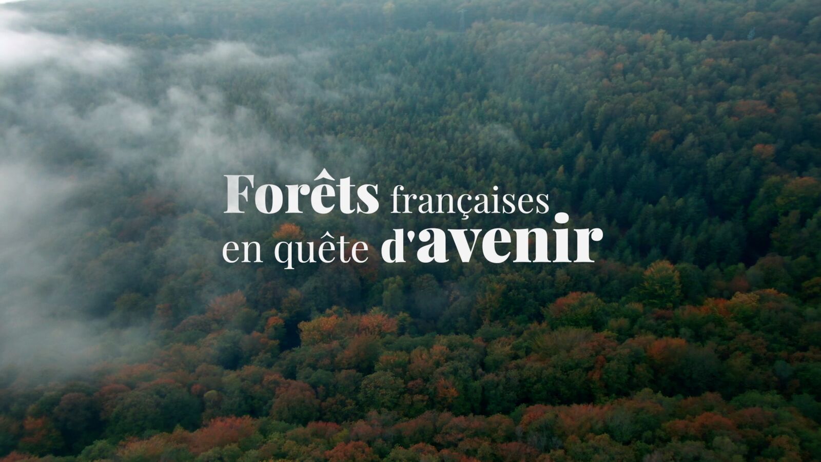 Forêts françaises — affiche : vue aérienne d'une forêt dans la brume avec le titre du film en surimpression